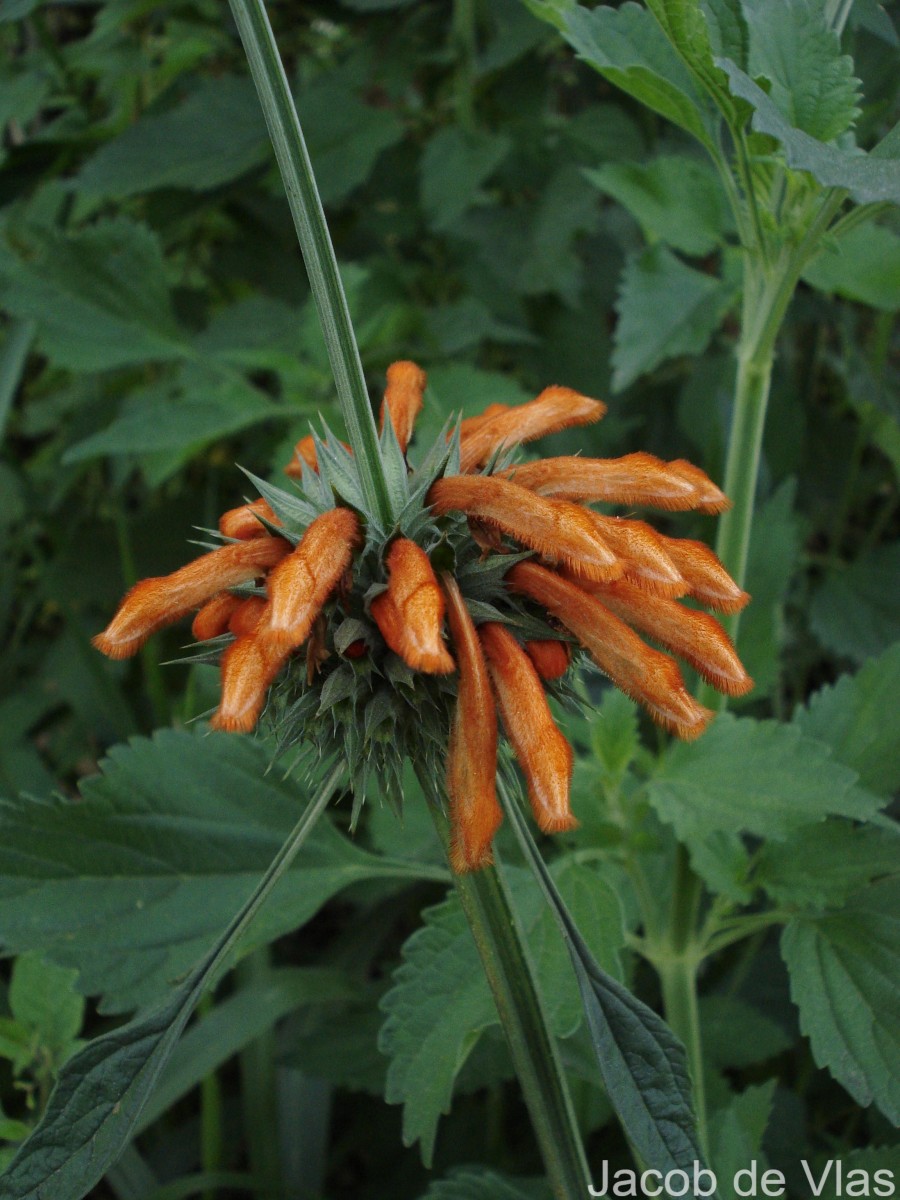 Leonotis nepetifolia (L.) R.Br.